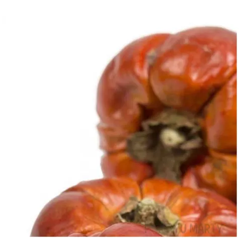 dekoracja suszone dynie jenimport czerwony 5 cm 5 szt