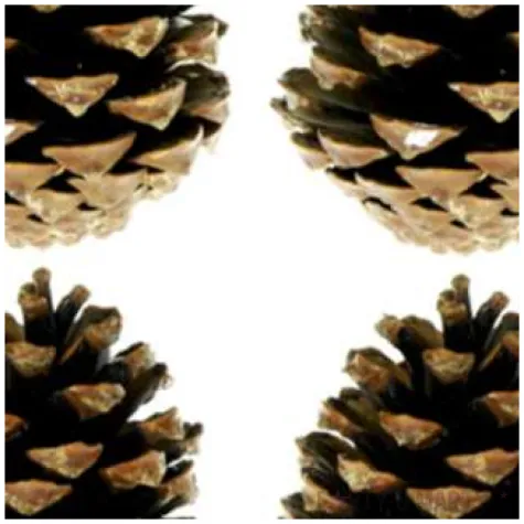 dekoracja szyszki pinus nigra aliga 4 szt