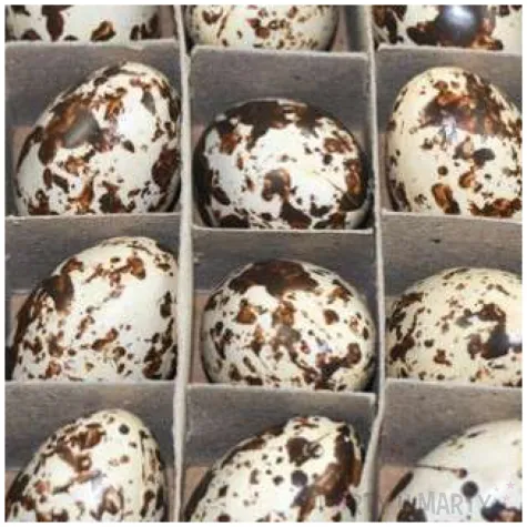 jajka przepiorcze dekoracyjne nakrapiane aliga 20 szt