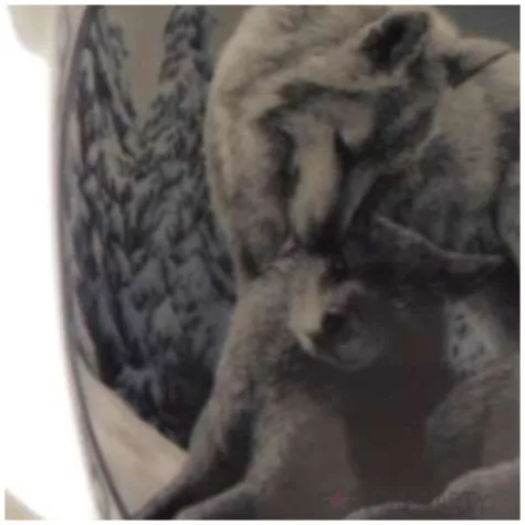 kubek lisa parker wilk sniezny pocalunek bialy puckator 350 ml