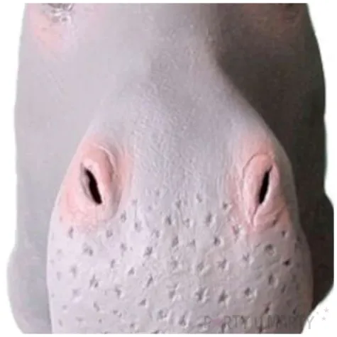 maska hipopotam lateksowa gadgetmaster