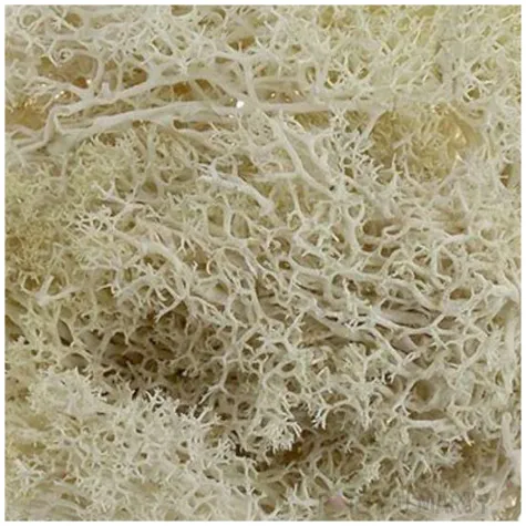 mech chrobotek reniferowy kremowy titanum 20 g