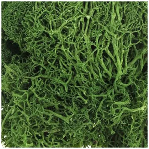 mech chrobotek reniferowy zielony ciemny titanum 20 g