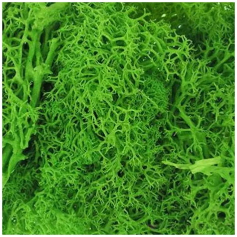 mech chrobotek reniferowy zielony titanum 20 g