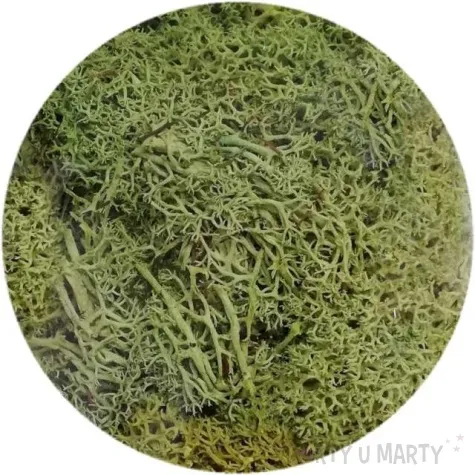 mech reniferowy jasny aliga 30 g