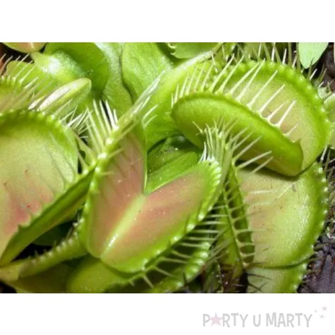 mucholowka zarloczna roslina gadgetmaster