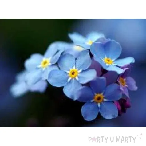 niezapominajka w puszce