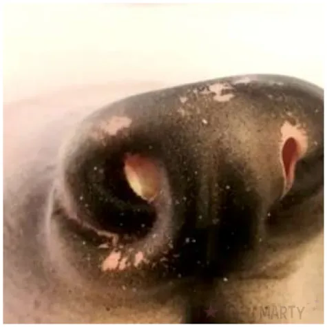 nos pies czarno bezowy arpex