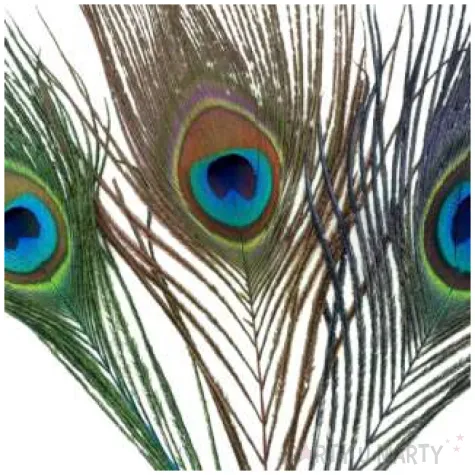 piorka dekoracyjne paw mix aliga 5 cm 6 szt