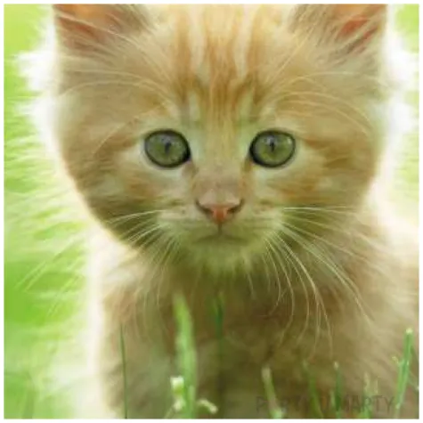 podkladki drewniane kotki 6 szt