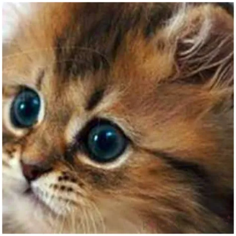 podkladki drewniane kotki miau mix 6 szt