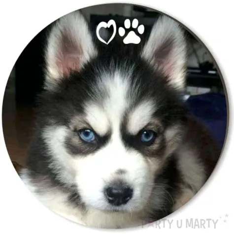 podkladki drewniane psy szczeniaki mix 6 szt