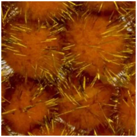 pompony pluszowe metalizowane zloto aliga 25 mm 24 szt