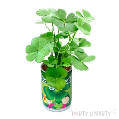 roslina czterolistna koniczynka w puszcz