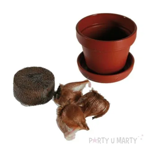 roslina koniczyna ootb