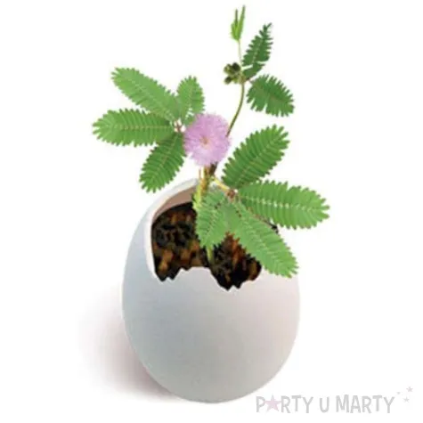 roslina mimoza w jajku