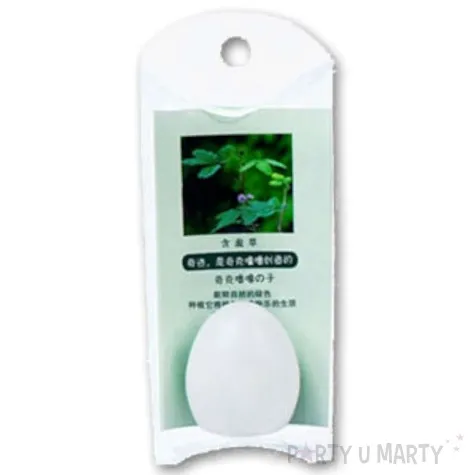 roslina mimoza w jajku