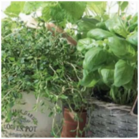 serwetki aromat ziol paw 33 cm 20 szt