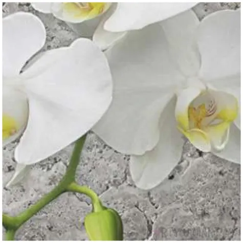 serwetki biala orchidea na szarym tle maki 33 cm 20 szt