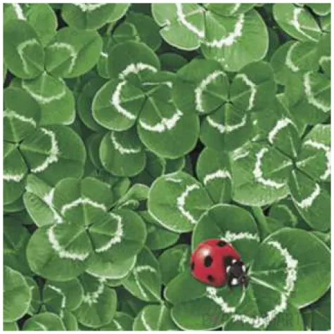 serwetki biedronka w koniczynach maki 33 cm 20 szt