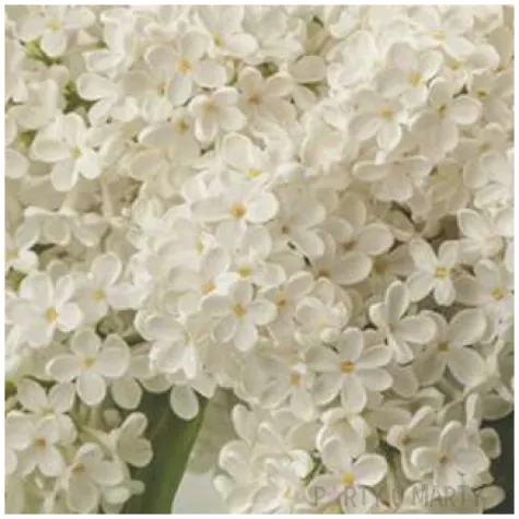 serwetki bukiet bialej lilii maki 33 cm 20 szt