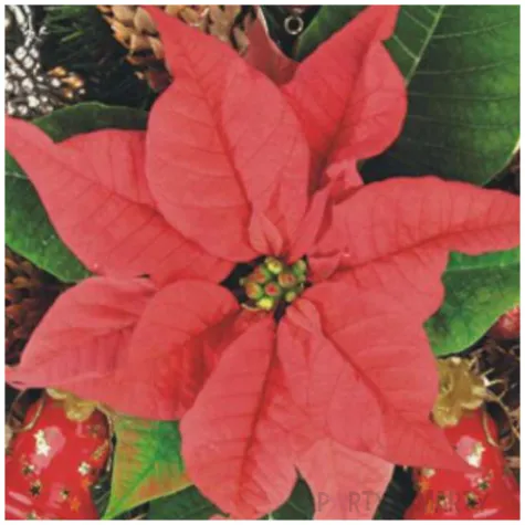 serwetki czerwona poinsencja maki 33 cm 20 szt