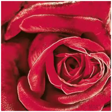 serwetki duza czerwona roza maki 33 cm 20 szt