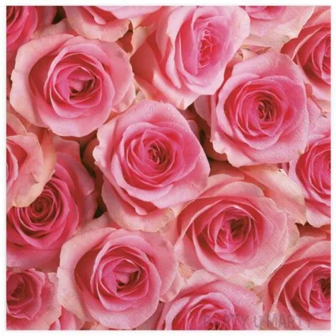 serwetki duzo rozowych roz maki 33 cm 20 szt