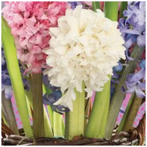 serwetki kwiaty hiacynty w koszu maki 33 cm 20 szt