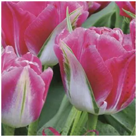 serwetki kwiaty tulipany fuksja maki 33 cm 20 szt