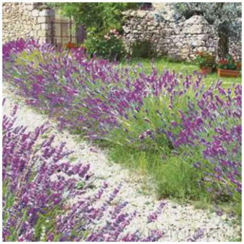 serwetki lawendowa farma maki 33 cm 20 szt