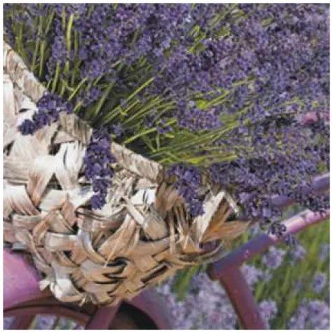 serwetki lawendowy rower maki 33 cm 20 szt