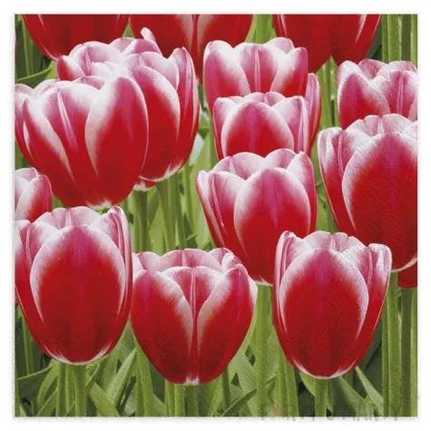 serwetki tulipany czerwone maki 33 cm 20 szt