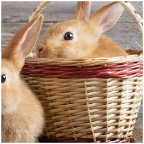 serwetki wielkanoc kroliki w koszyku paw 33 cm 20 szt