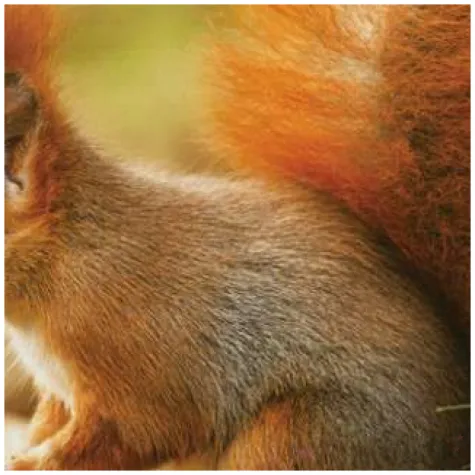 serwetki wiewiorka jak zywa maki 33 cm 20 szt