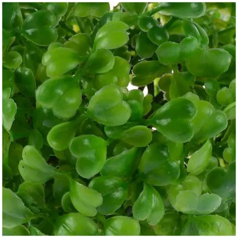 sztuczny kwiat kula bukszpanowa arpex 10 cm