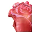 balon foliowy czerwone roze amscan 30 shp