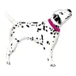 balon foliowy dalmatynczyk rozowa obroza flexmetal 24 shp