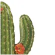 balon foliowy kaktus grabo 41 shp