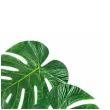 dekoracja liscie palmy boland 35 x 28 cm 4 szt