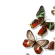 dekoracja motyl 3d mix dekoracje polska 12 szt