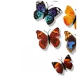 dekoracja motyl 3d mix dekoracje polska 12 szt