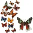 dekoracja motyl 3d mix dekoracje polska 12 szt