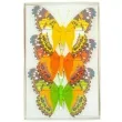 dekoracja motyle z klipsem mix 12 cm 3 szt