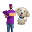 dekoracja na urodziny prezent balon foliowy pies cobberdog piesek psiak 14 shp