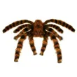 dekoracja pajak tarantula widmann 65 cm