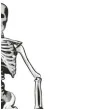 dekoracja szkielet ruchomy widmann 134 cm