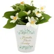 doniczka chrzest swiety eukaliptus beauty bialy 10 cm
