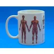 kubek anatomiczny