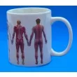 kubek anatomiczny